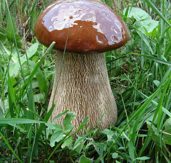 Гриб №4
