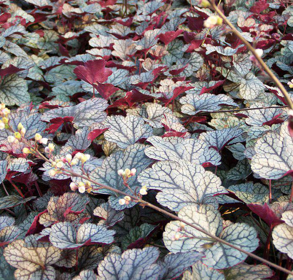 Сильвер Скролс