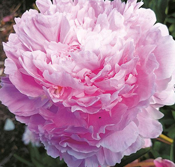 Пион Рауль Десерт (Raoul Dessert)