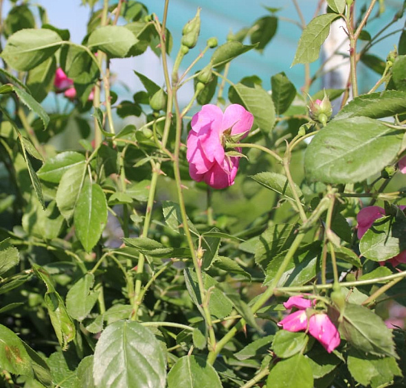 Роза 'Ангела' (флорибунда, шраб) (розовая)