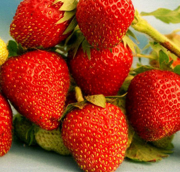 Земляника садовая (клубника) Брайтон