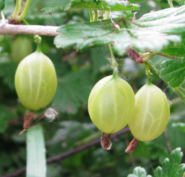 Крыжовник Медовый