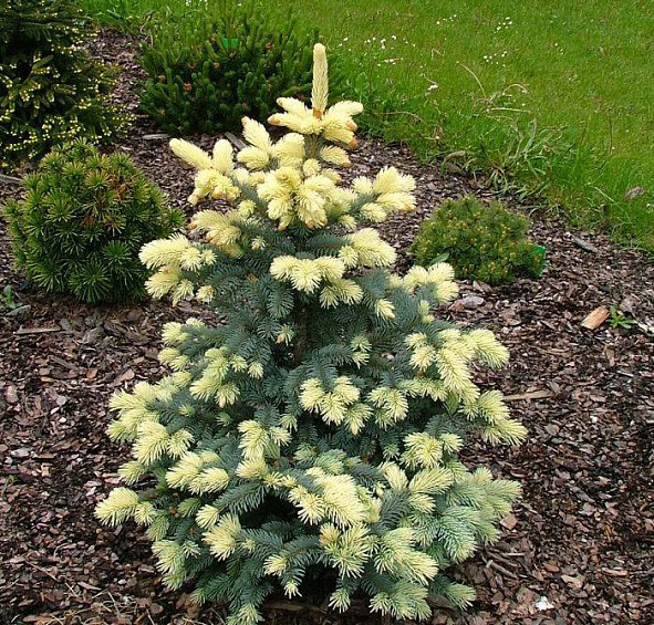 Ель колючая 'Биалобок'