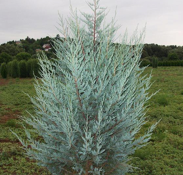Можжевельник скальный 'Мунглоу'