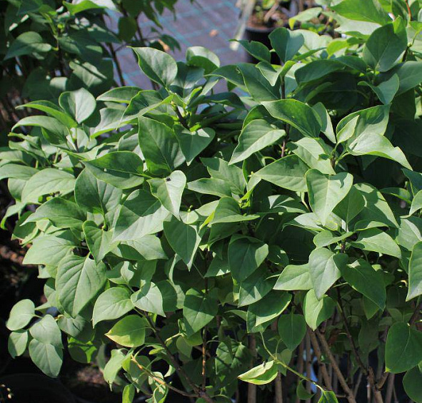 Сирень махровая