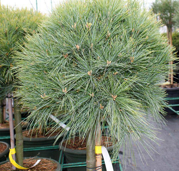 Сосна веймутова 'Минима'