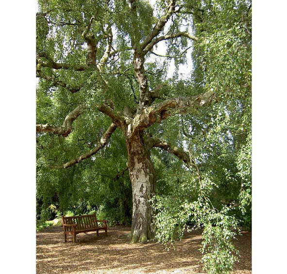 Береза повислая