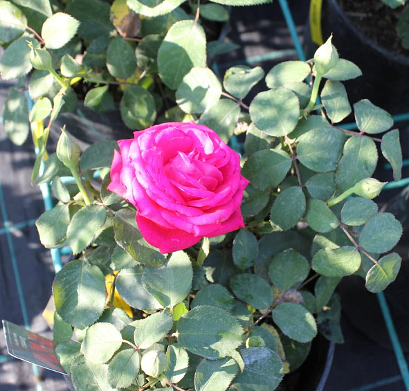 Роза 'Доминика' (чайно-гибридная) (красная)