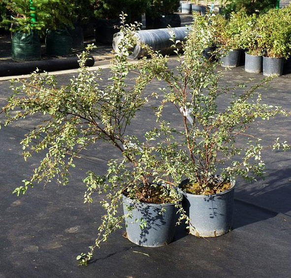 Спирея Вангутта