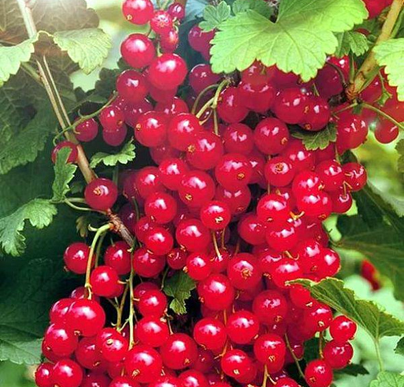 Смородина красная 'Мармеладница'