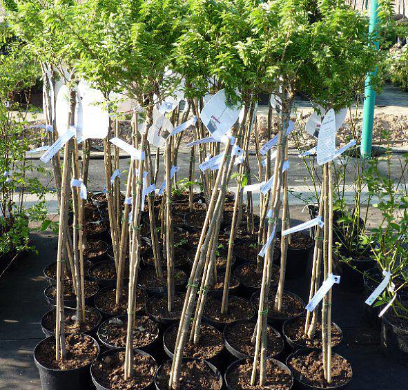 Вяз малый 'Жаклин Хиллер'