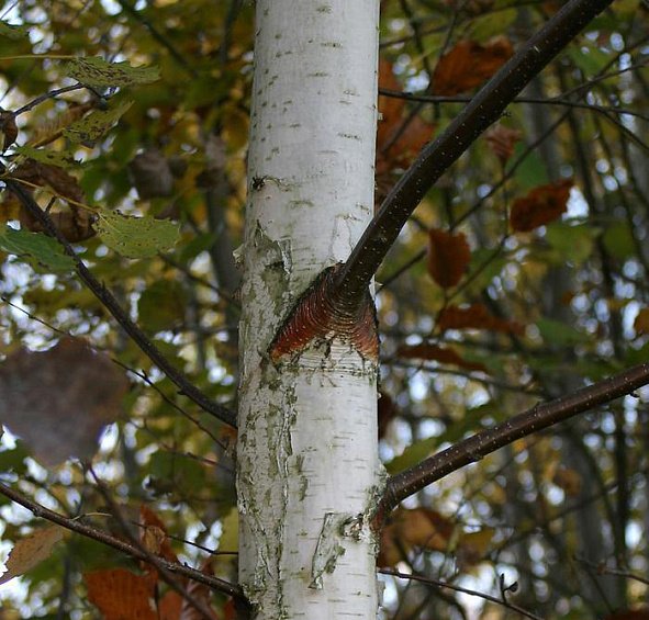 Береза повислая