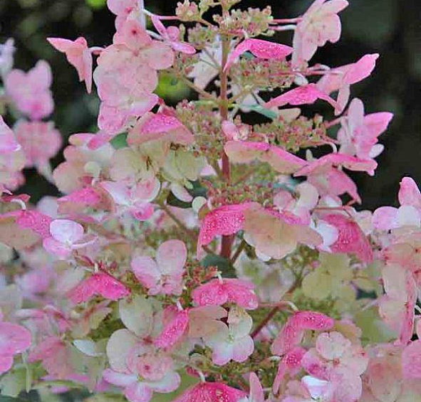 Гортензия метельчатая 'Вимс Ред'