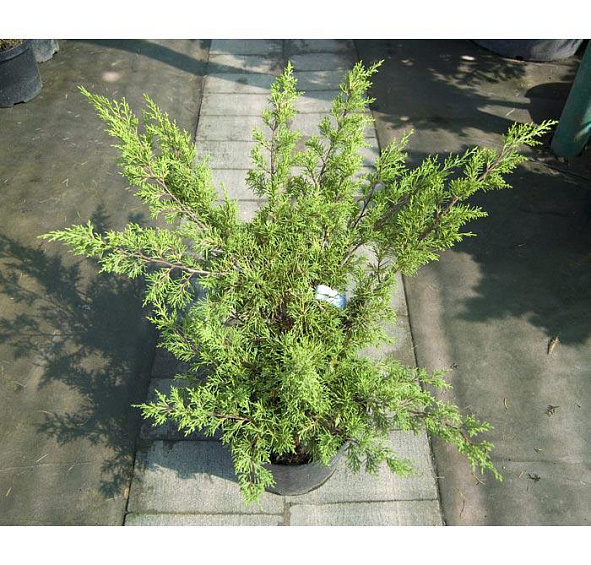 Можжевельник китайский 'Плюмоза Ауреа'