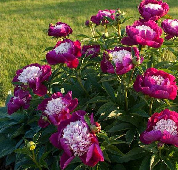 Пион молочноцветковый 'Уайт Кэп' (розовый с белым анемоноцветный)