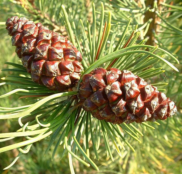 Сосна обыкновенная