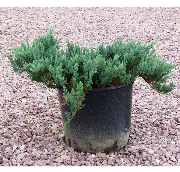 Можжевельник горизонтальный 'Блу Чип'