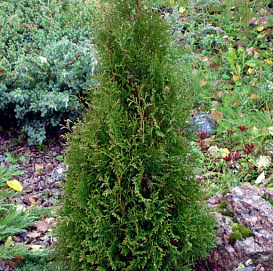 Туя западная 'Пирамидалис Компакта'