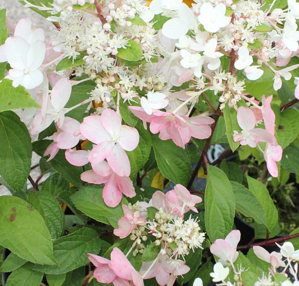 Гортензия метельчатая 'Канделайт'