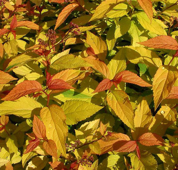 Спирея японская 'Голдфлейм'