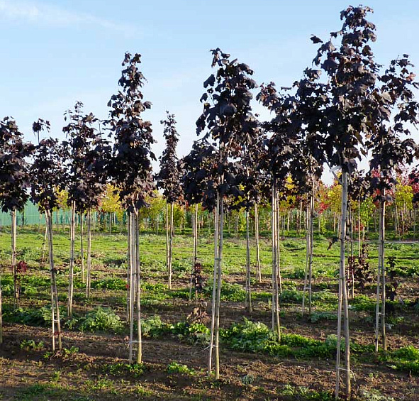 Клен остролистный 'Роял Ред'