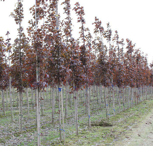 Клен остролистный 'Файервью'