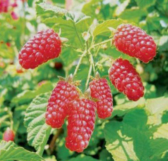 Малина 'Патриция'