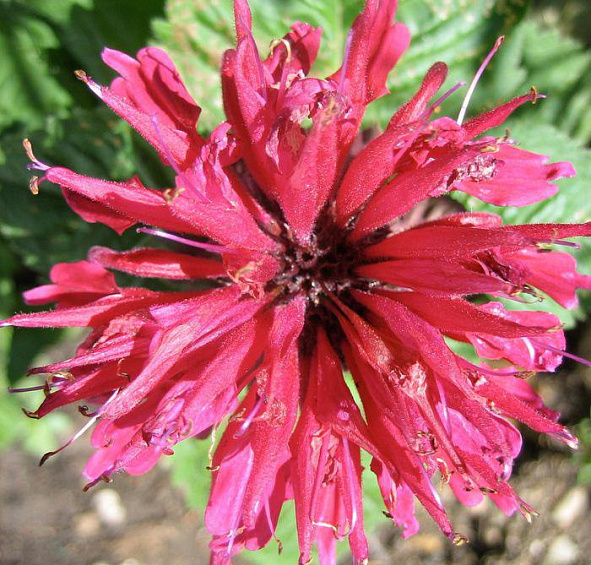 Монарда двойчатая Файербол