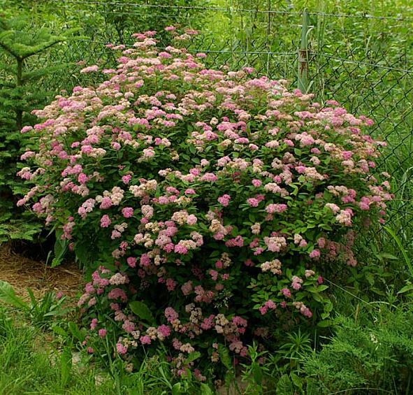 Спирея японская 'Манон'