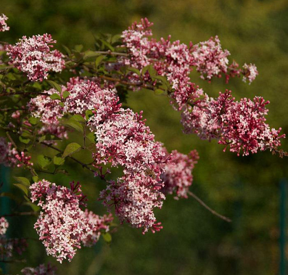 Сирень мелколистная 'Суперба' (розово - белая)