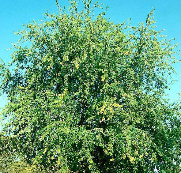 Клен сахарный (серебристый) 'Лациниатум Виери'