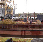 Фотоальбом Посадка крупномеров на берегу Клязьминского водохранилища с баржи. Ива желтокорая. Фотография 14