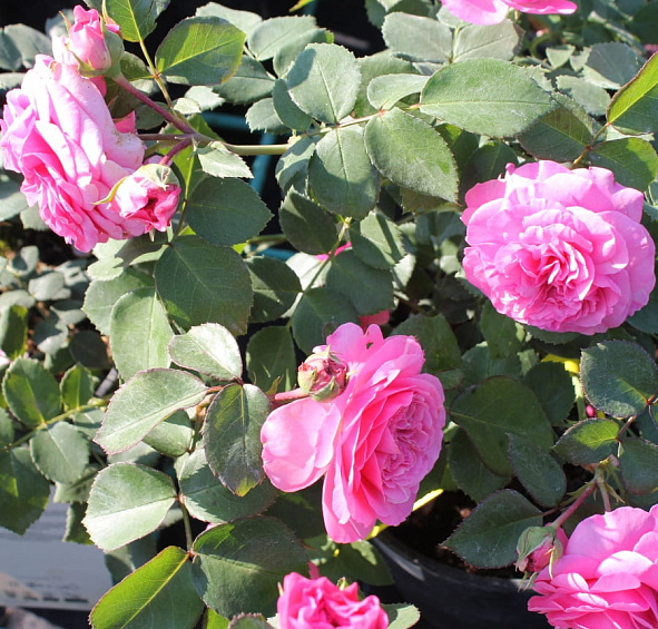 Роза 'Баронесса' (флорибунда) (розово - фуксиевый)						