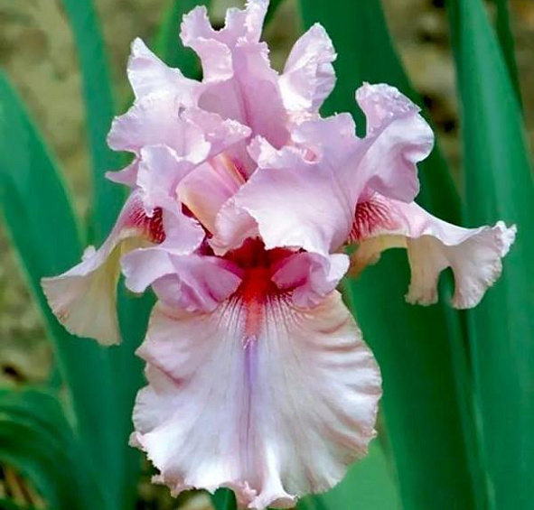 Ирис германский (бородатый) 'Блашинг Пинк'