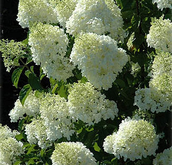 Гортензия метельчатая 'Сильвер  Доллар'