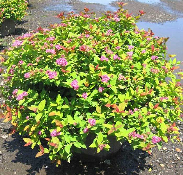 Спирея японская 'Литл Принцесс'