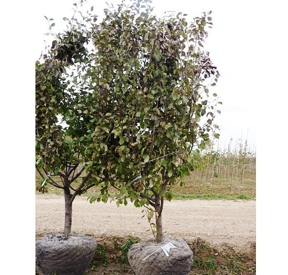 Яблоня домашняя 'Лобо'