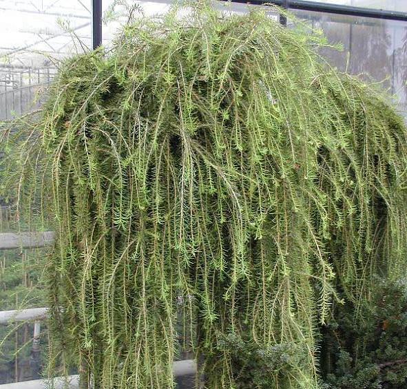 Лиственница европейская 'Пули'