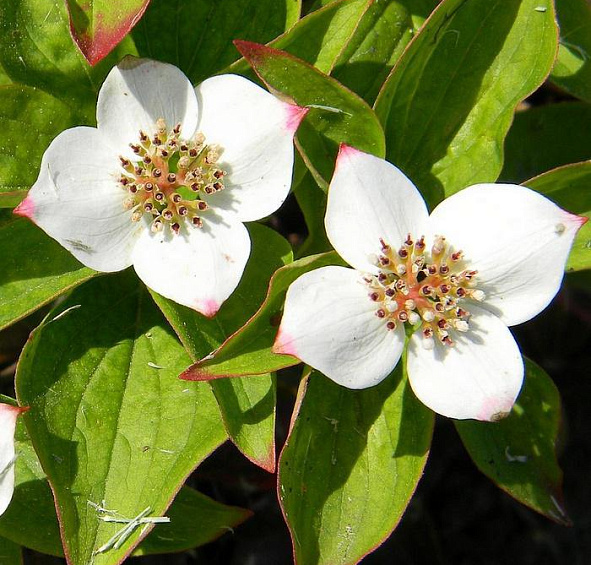 Дерен канадский