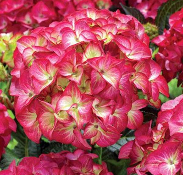 Гортензия крупнолистная 'Ред Энджел'