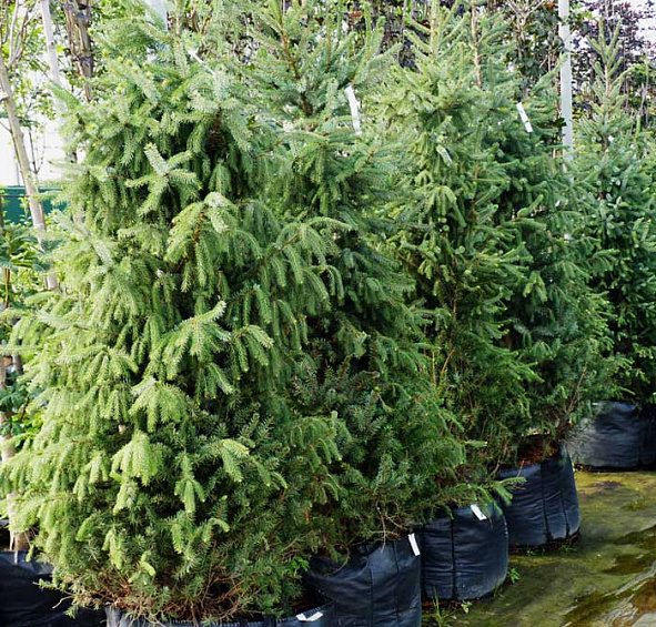 Ель сербская