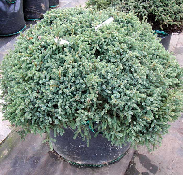 Ель колючая 'Глаука Глобоза'