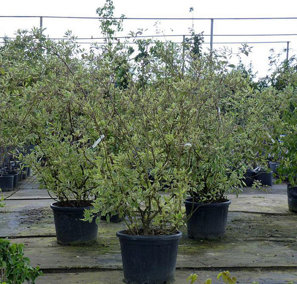 Дерен белый 'Элегантиссима'