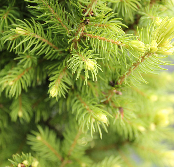 Ель сизая (канадская, белая) 'Дейзи Уайт'