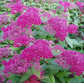 Спирея японская 'Фроебели'