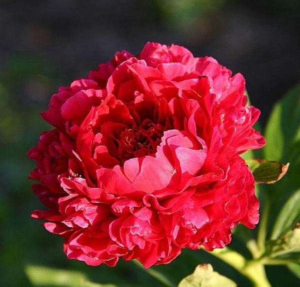 Пион Кэрол (Carol)