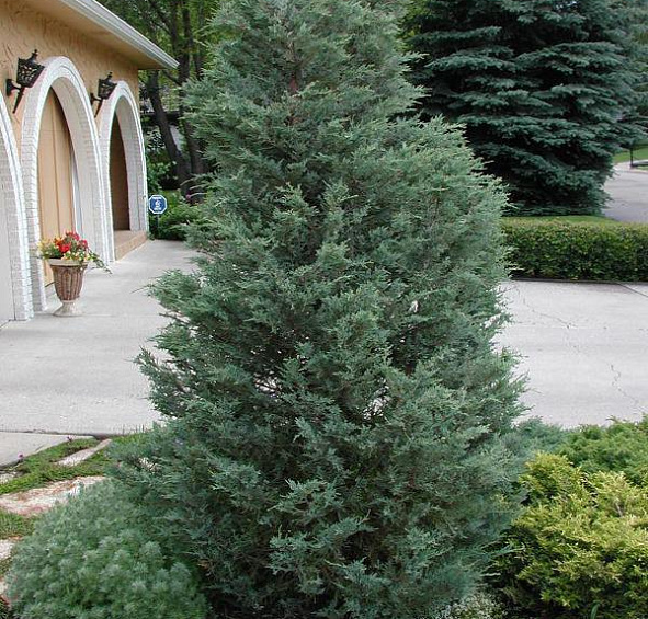 Можжевельник скальный 'Мунглоу'