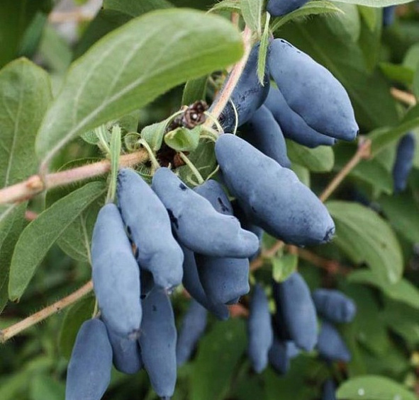 Жимолость съедобная 'Барбалета'