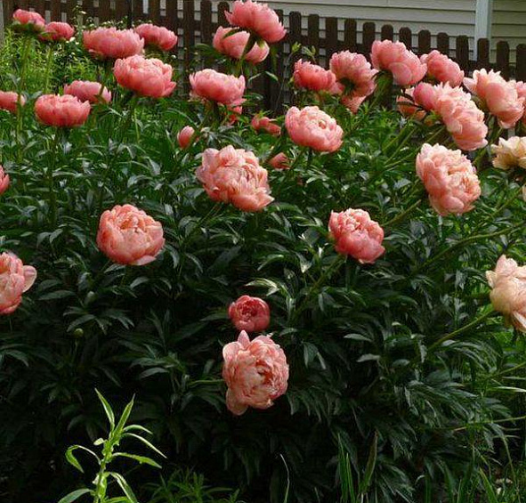 Пион молочноцветковый 'Корал Бич' (персиково - желтый)