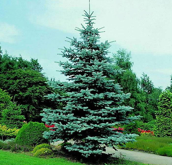 Ель колючая 'Хупси'